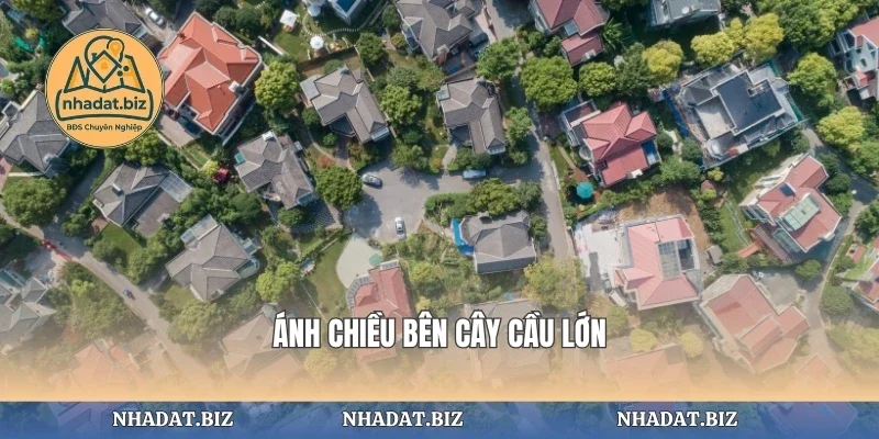 Ánh chiều bên cây cầu lớn