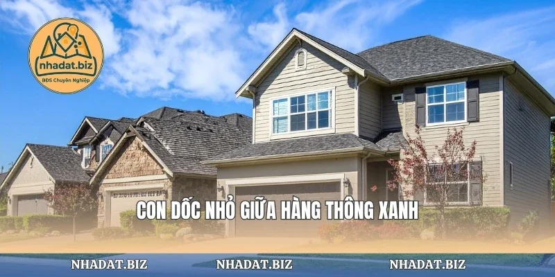 Con dốc nhỏ giữa hàng thông xanh